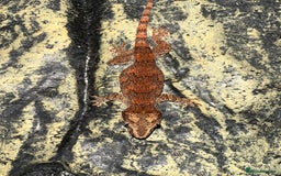 Gecko reptiles for sale: Steve looking for a new home  - Image 5