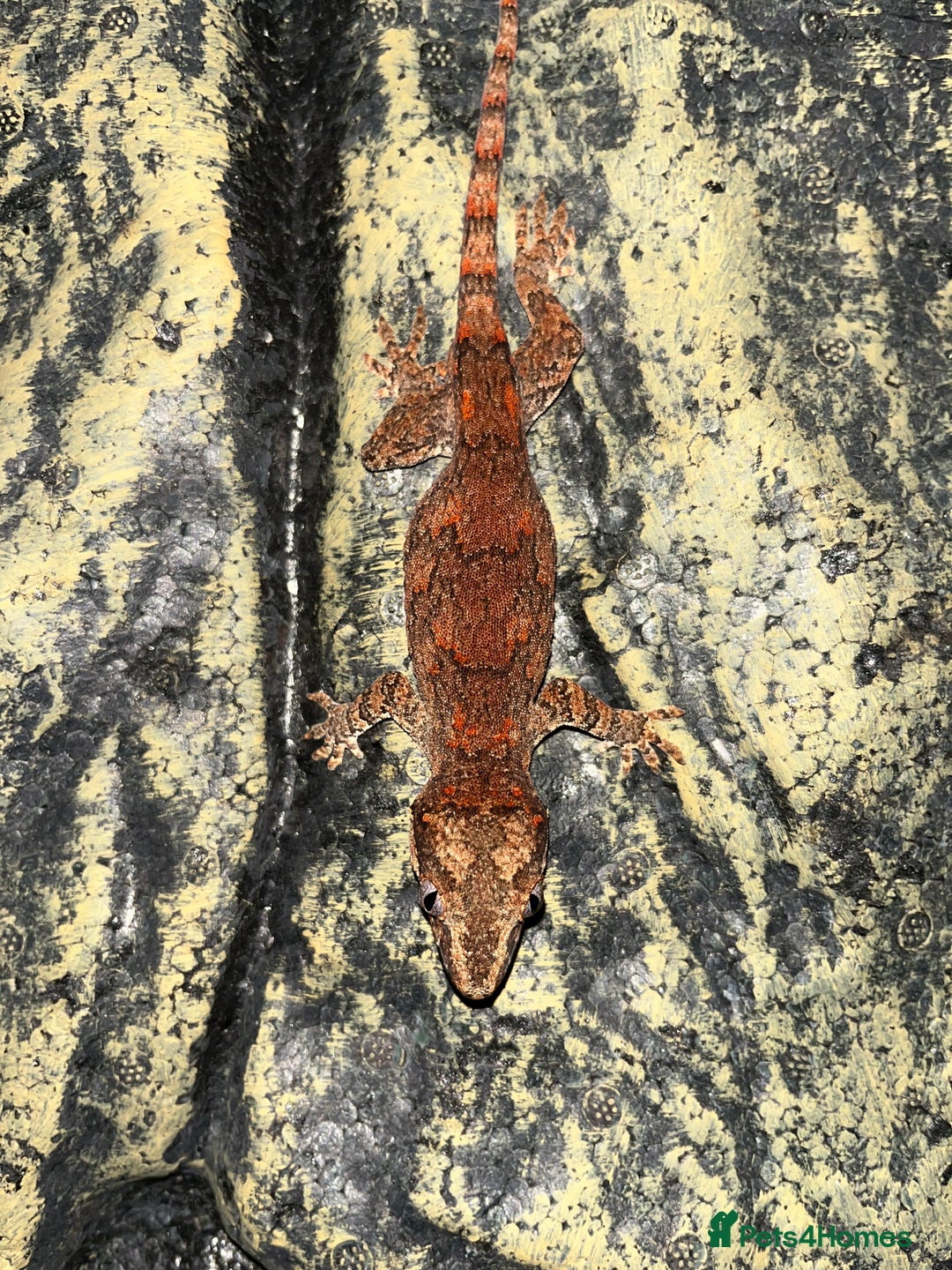 Gecko reptiles for sale: Steve looking for a new home  - Image 5
