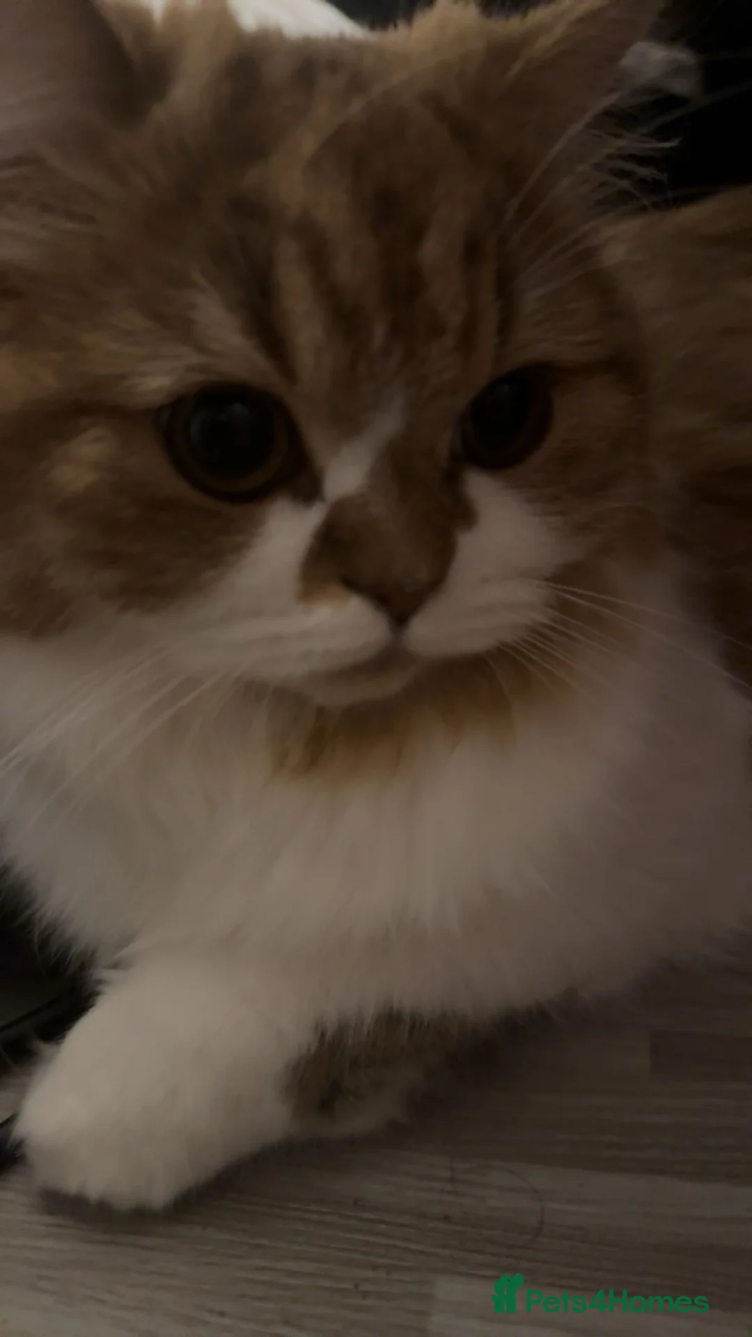 British Longhair cats for sale: 5 beautiful and lovely british longhair kittens  - Advert 13