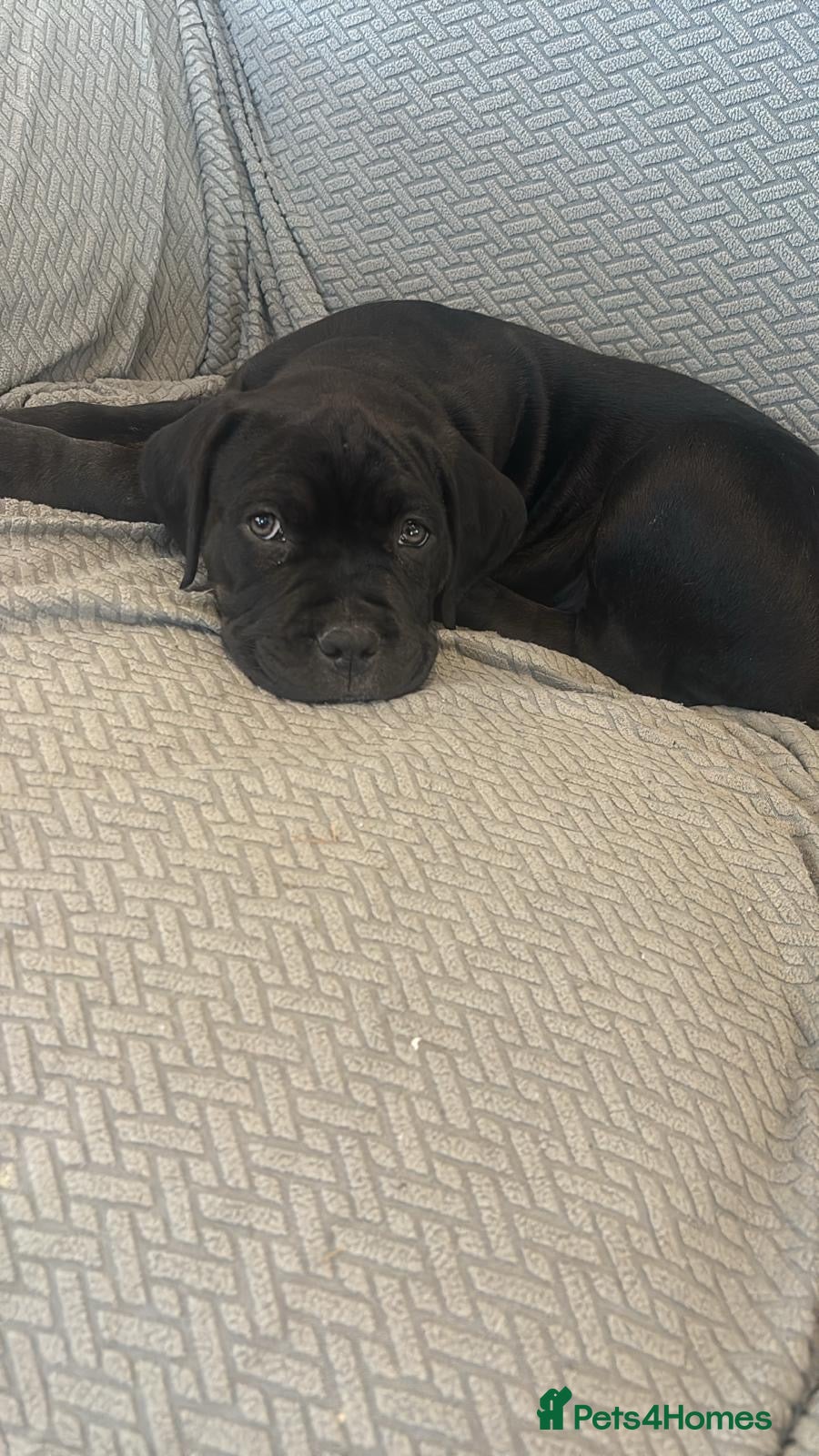 Mixed Breed dogs Cane corso cross puppies 1 males left - Advert 1