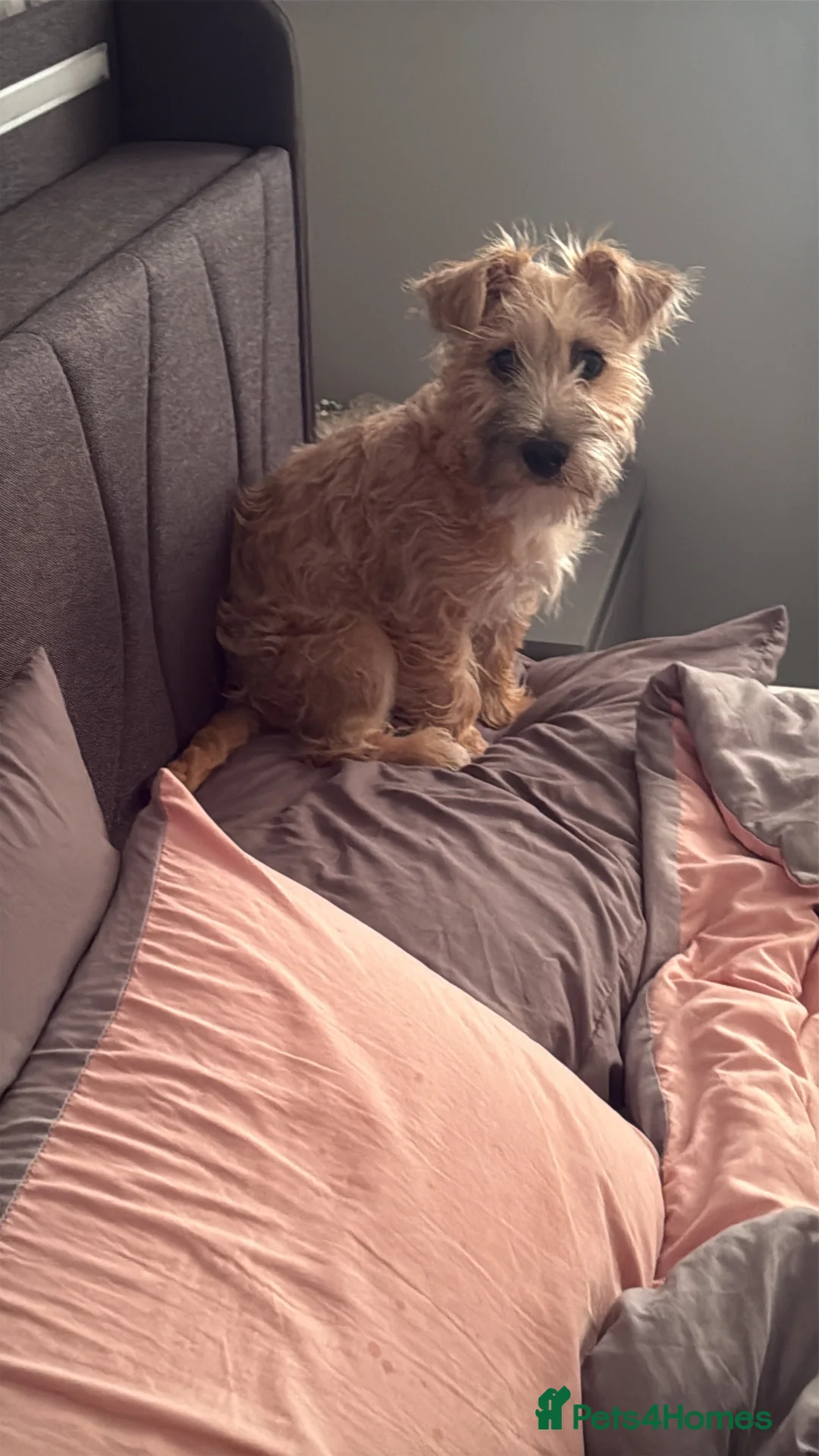 Jack Russell dogs for sale: Jack russell - Advert 1