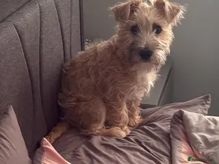 Jack Russell dogs Jack russell - Advert 1