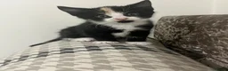 Mixed Breed cats for sale: 3 kittens for sale 2 male one female - Advert 5