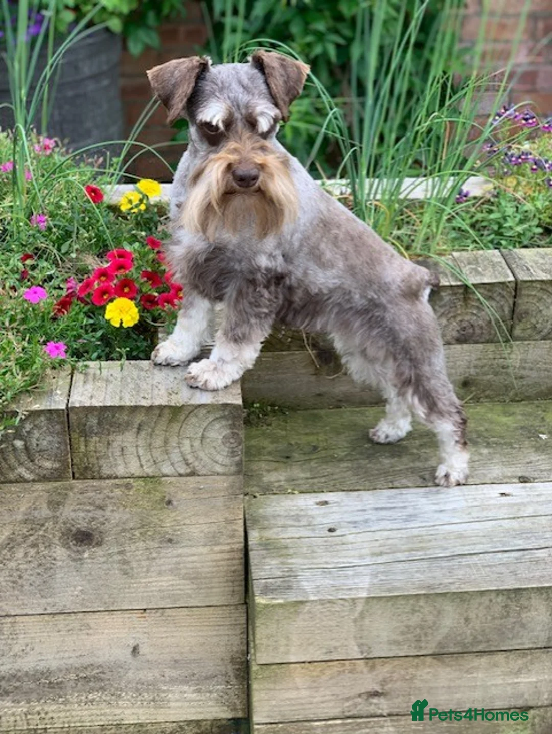 Miniature Schnauzer dogs for sale: 5* LICENSED KC MINI/TOY CHOCOLATE SCHNAUZERS - Advert 2
