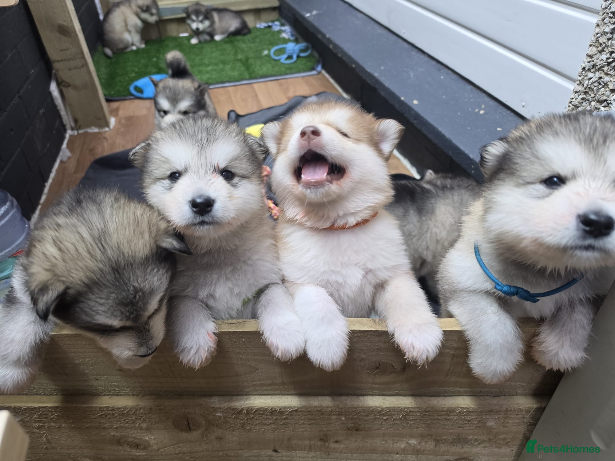 Alaskan Malamute dogs Wooly KC Registered Alaskan Malamute Puppies - Advert 3