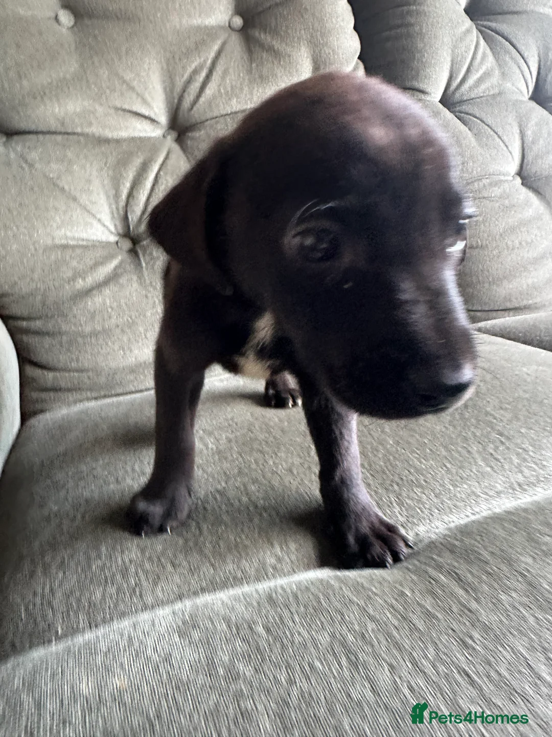 Mixed Breed dogs for sale: Puppies - Advert 5