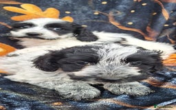 Poochon dogs for sale: 2 beautiful poochon girls - Image 7