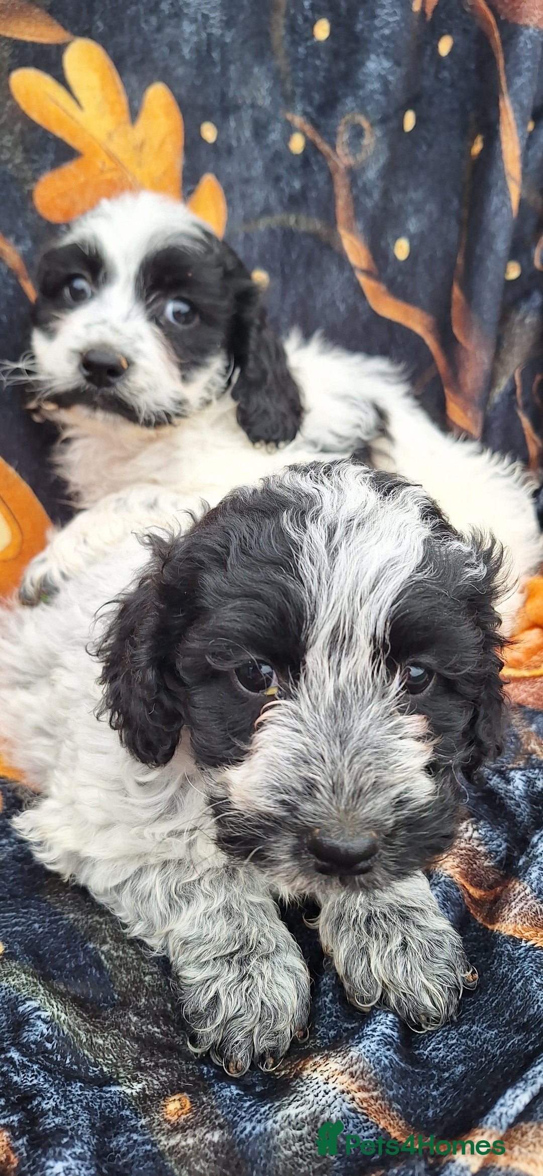 Poochon dogs for sale: 2 beautiful poochon girls - Image 7