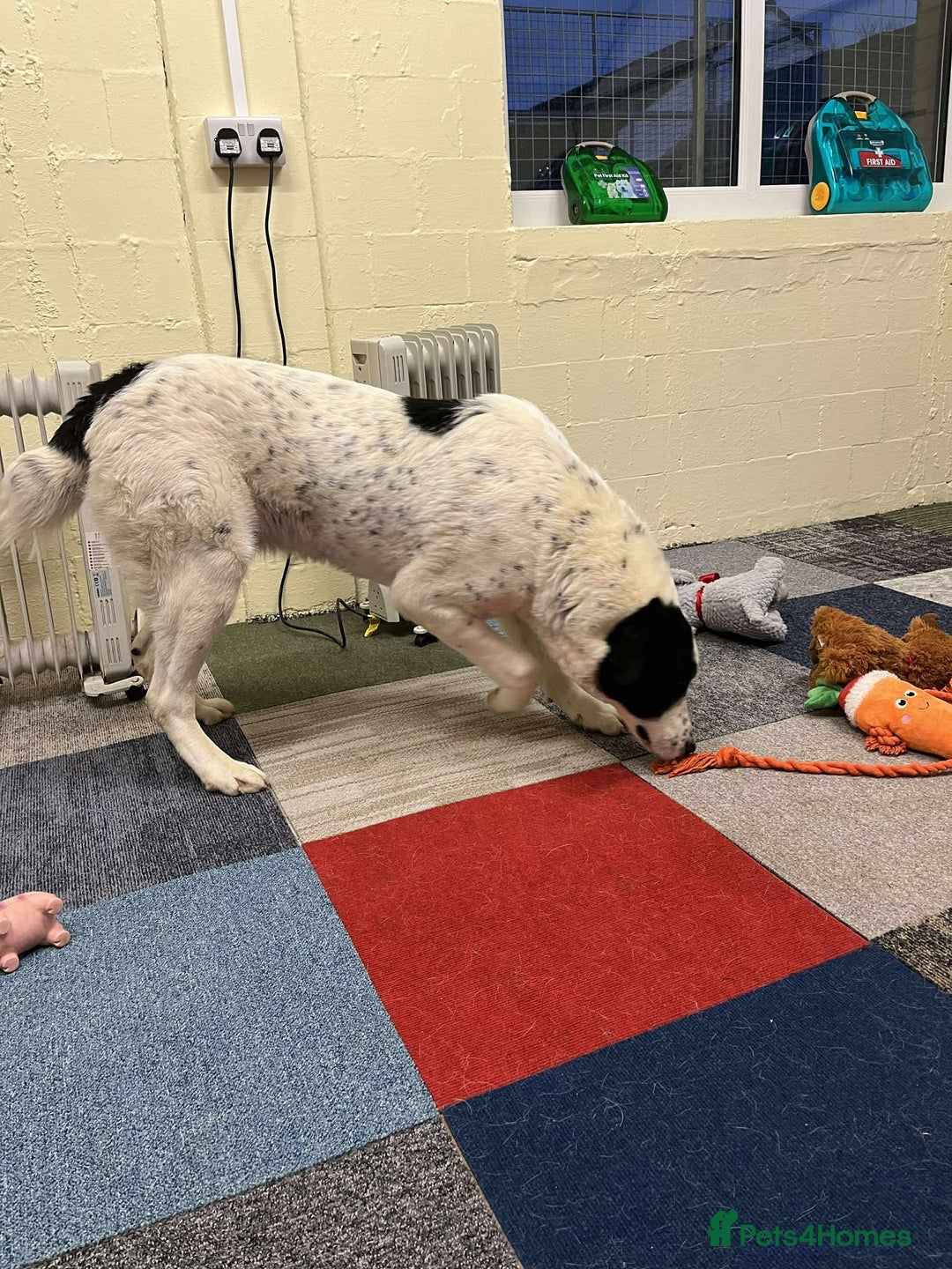 Mixed Breed dogs for adoption: Perdita  - Advert 2