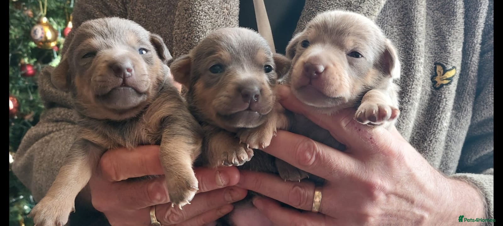 Jack Russell dogs Beautiful Lilac/ blue jack russell puppies - Advert 1