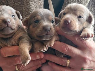 Jack Russell dogs Beautiful Lilac/ blue jack russell puppies - Advert 6