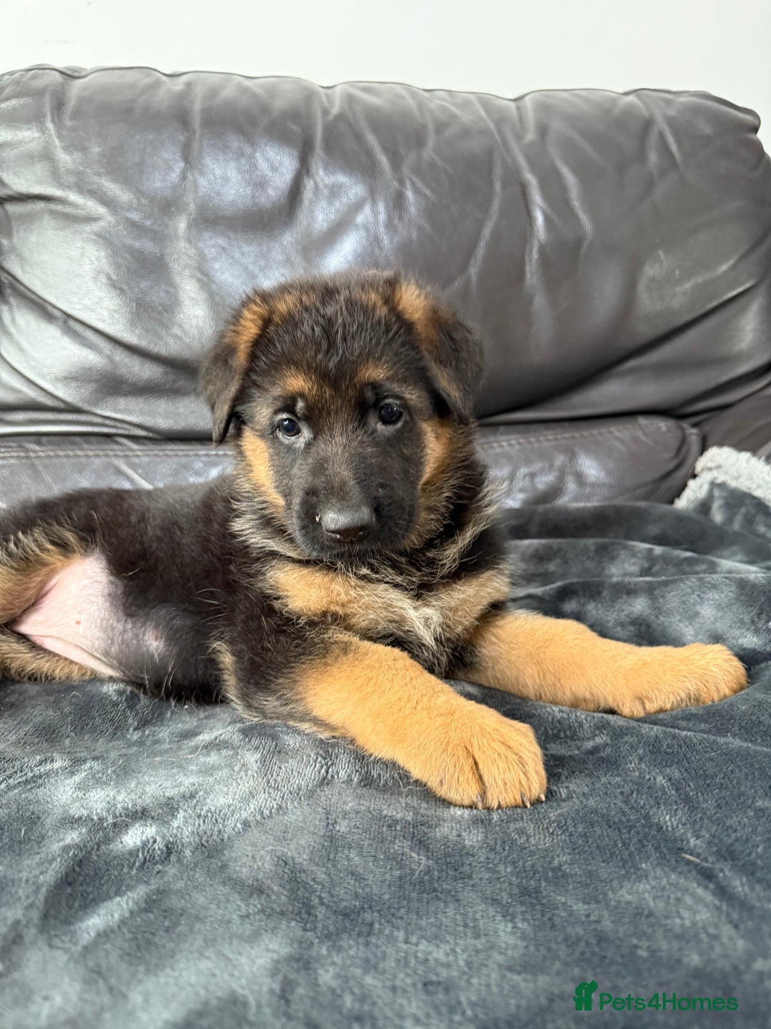 German Shepherd dogs for sale: TOP QUALITY SHOW LINES  - Image 9