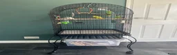 Budgerigars birds for sale: 2 Female Budgies  in Camberley - Advert 8