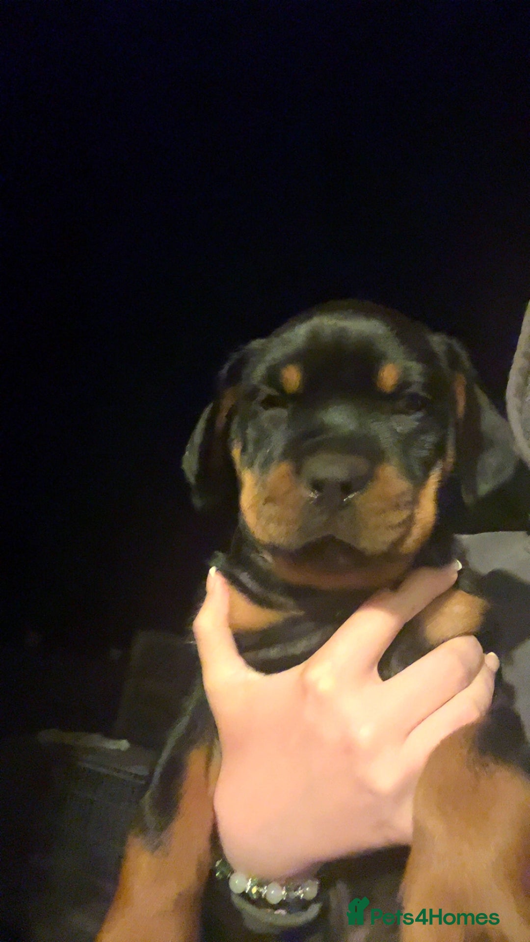 Rottweiler dogs for stud: Proven Rottweiler for stud! in Bury Saint Edmunds - Image 4