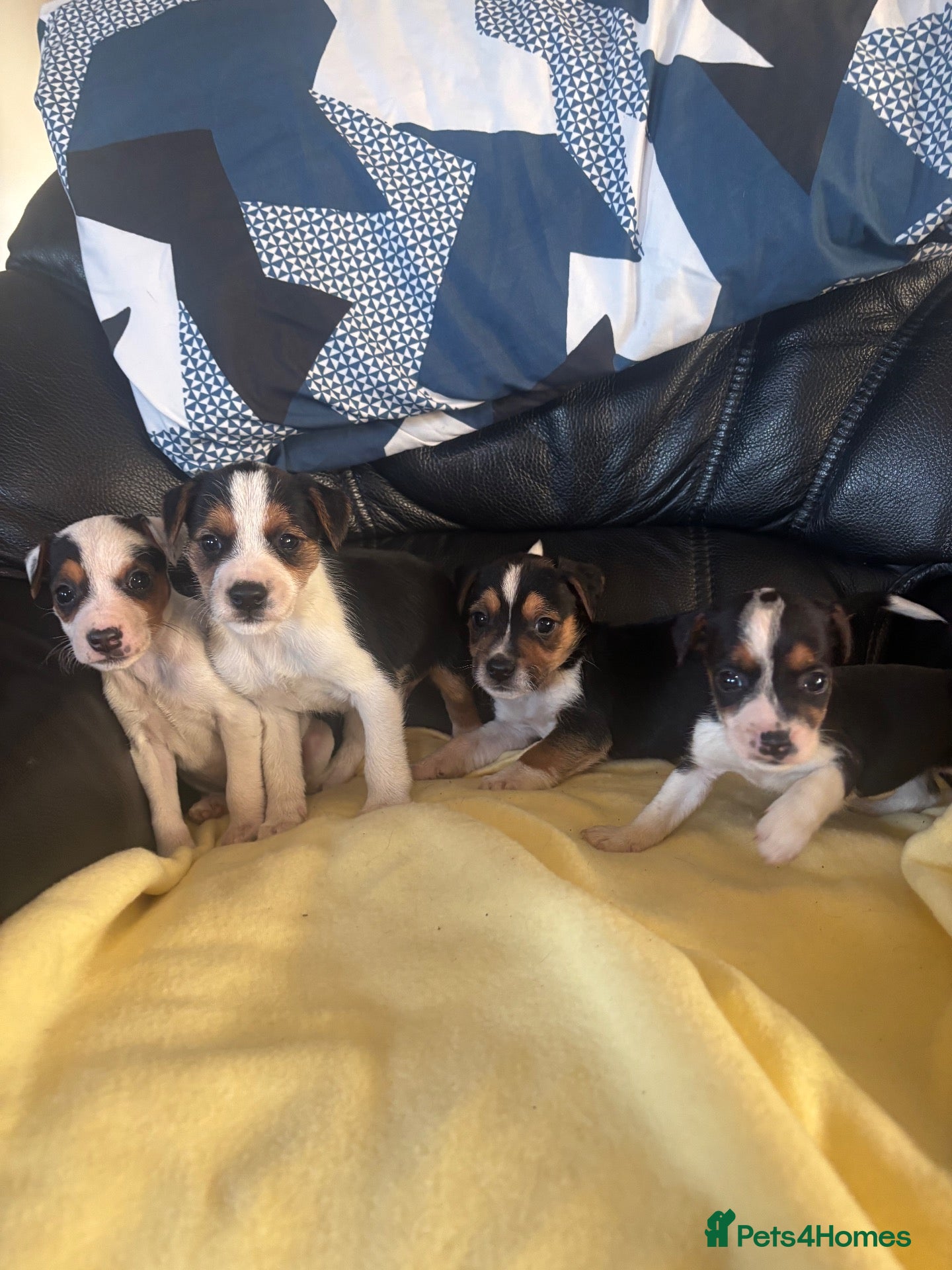 Mixed Breed dogs for sale: Gorgeous little Parson x Jack Russell babies  - Advert 21