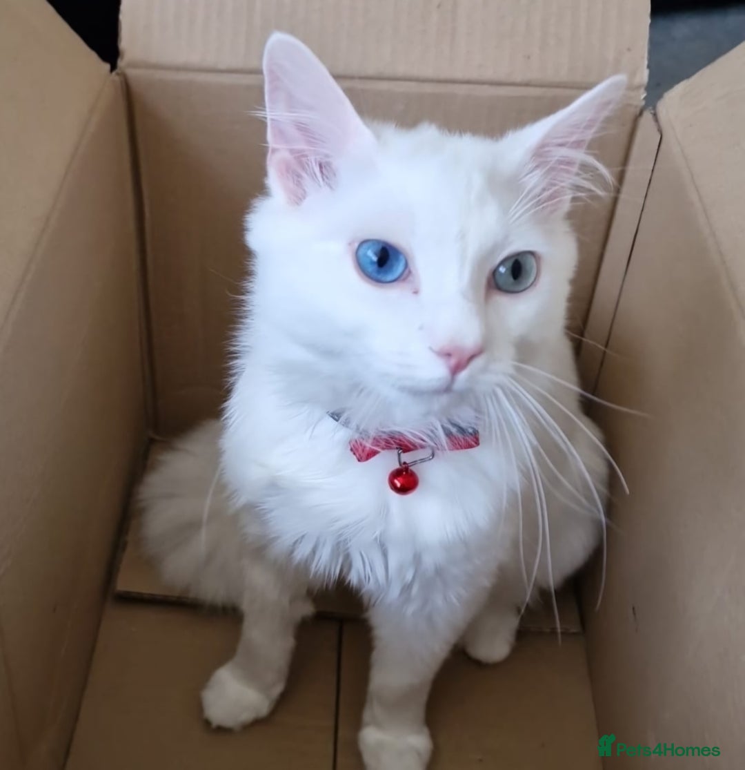 Norwegian Forest Cat cats for sale: Norwegian forest with Turkish Angora - Image 26