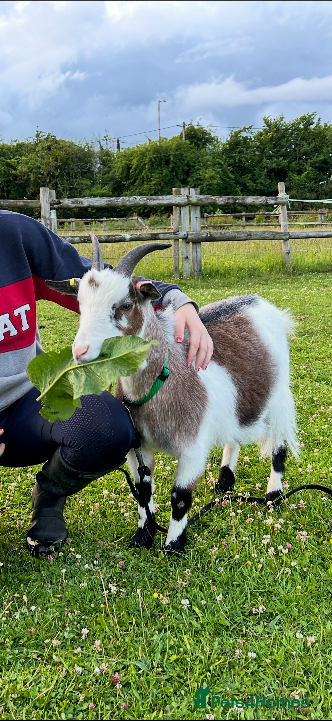 Goats livestock for sale: 2 Friendly pet goats. Wethers. - Image 5