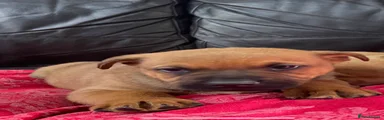 Mixed Breed Puppy 6