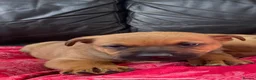 Mixed Breed dogs for sale: German shepherd x Staff litter - super friendly - Advert 28
