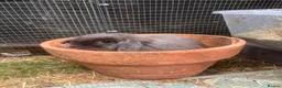 Mini Lion Lop rabbits for sale: Bella  - Advert 5