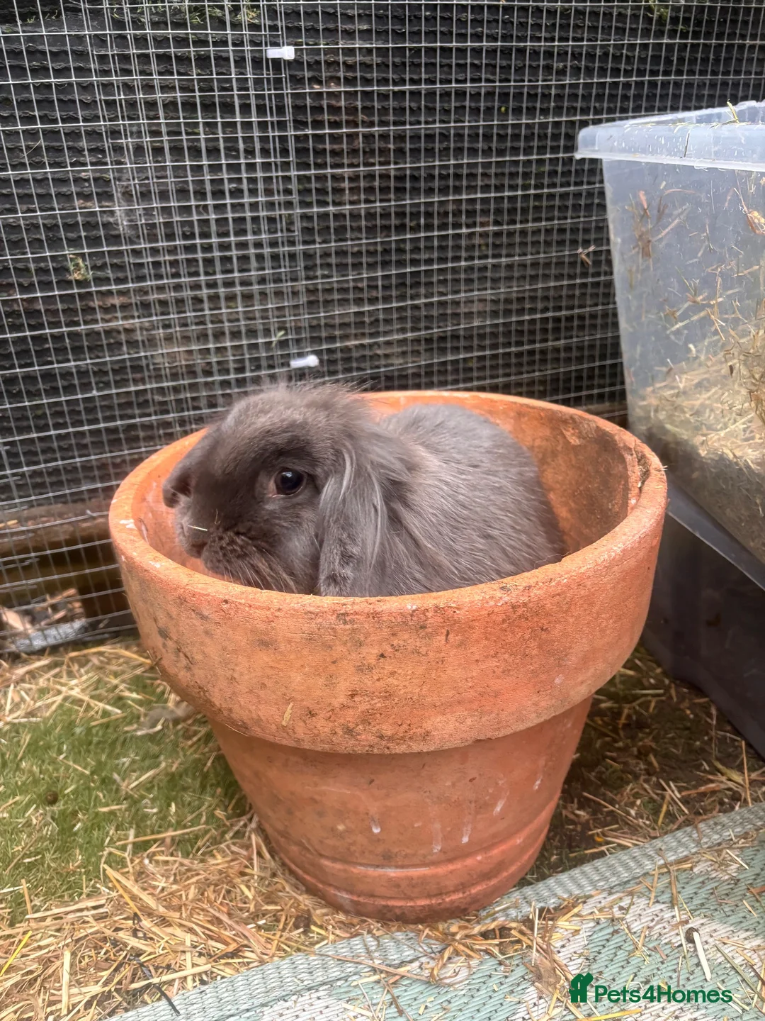 Mini Lion Lop rabbits for sale: Bella  - Advert 5