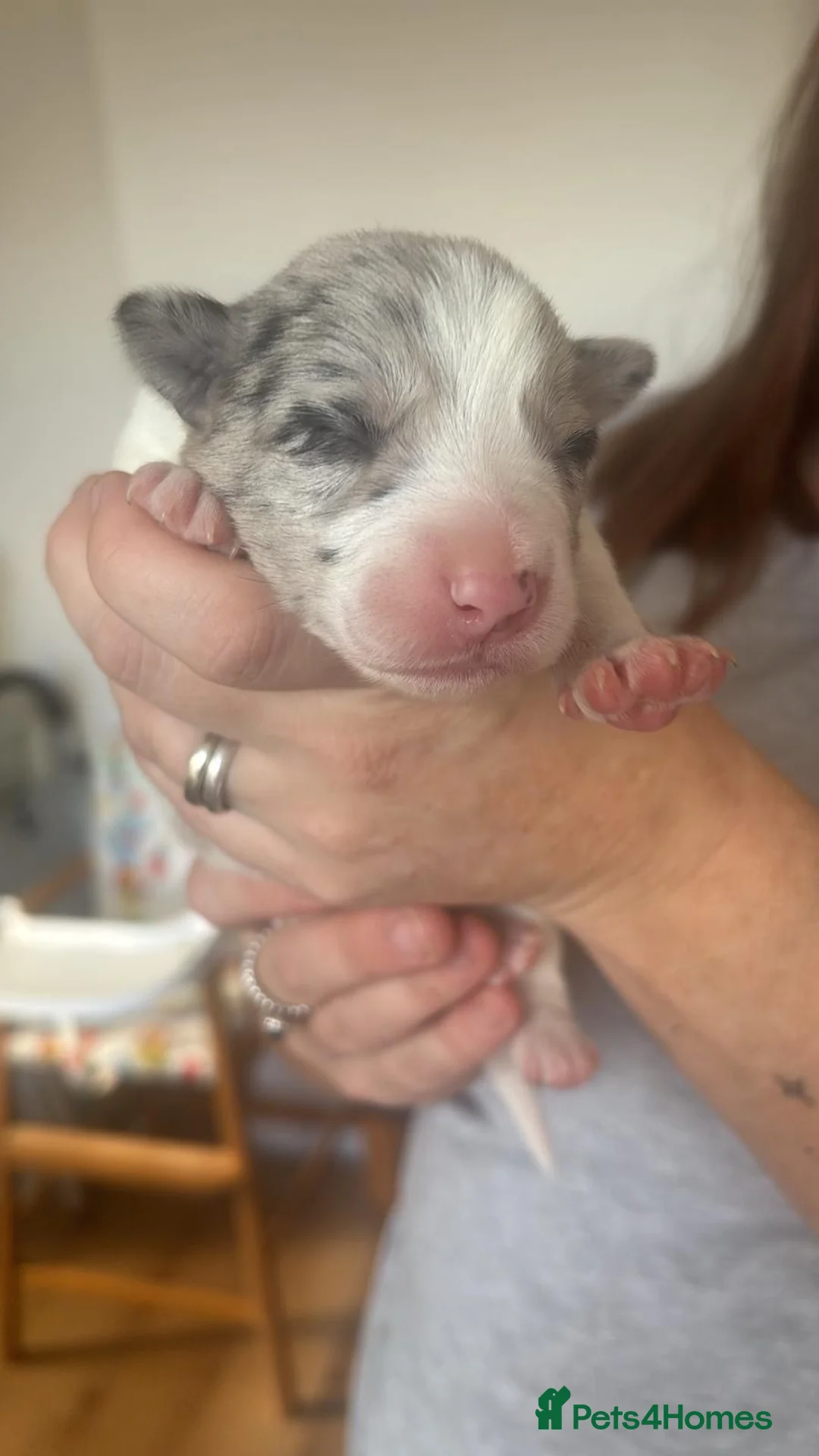 Border Collie dogs for sale: ✨ Last remaining border collie puppy ✨ - Advert 6