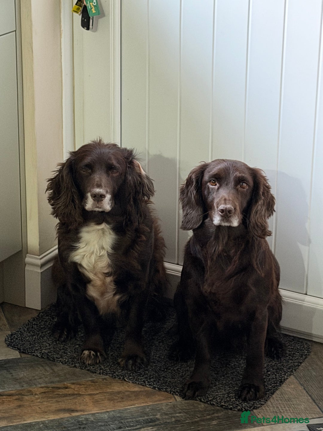 Cocker Spaniel dogs for sale: cocker spaniel puppies  - Advert 7