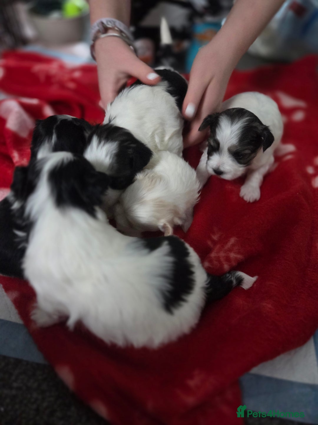 Maltese dogs for sale: 3 boys 1 girl x maltese puppies - Advert 26
