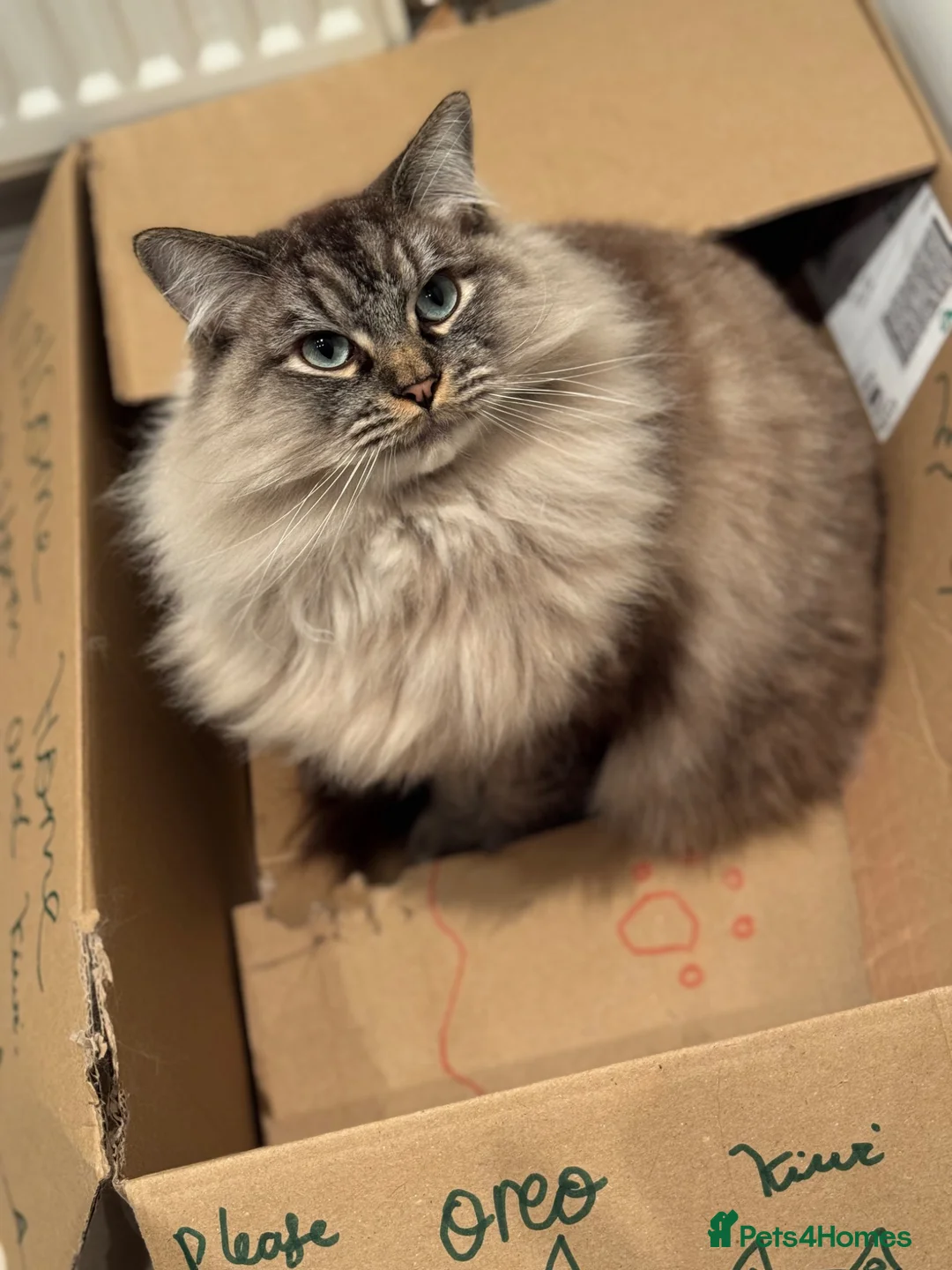 Ragdoll cats for sale: Lynx Tabby very large boy - Advert 2