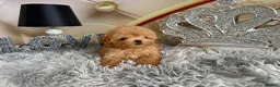 Maltipoo dogs for sale: Maltipoo Boy – Free to a Special Loving Home - Advert 8