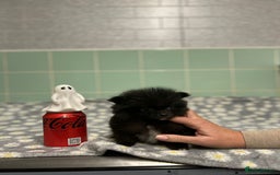 Pomeranian dogs for sale: Beautiful Pomeranian puppies  - Image 33
