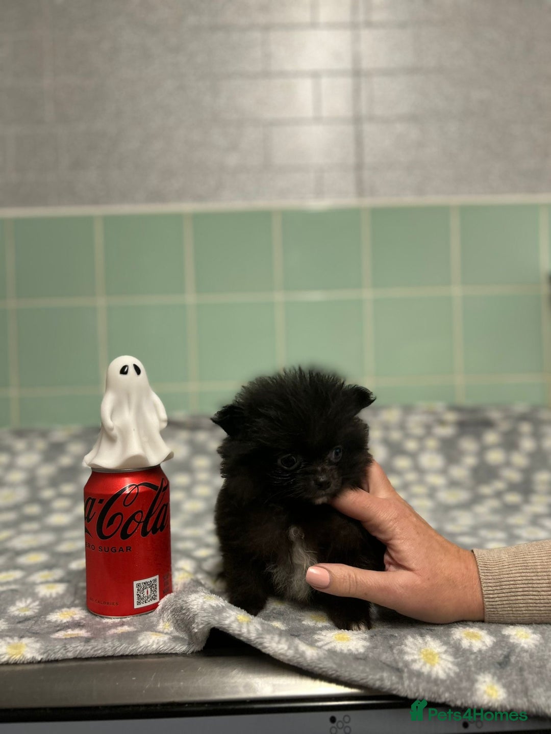 Pomeranian dogs for sale: Beautiful Pomeranian puppies  - Image 33