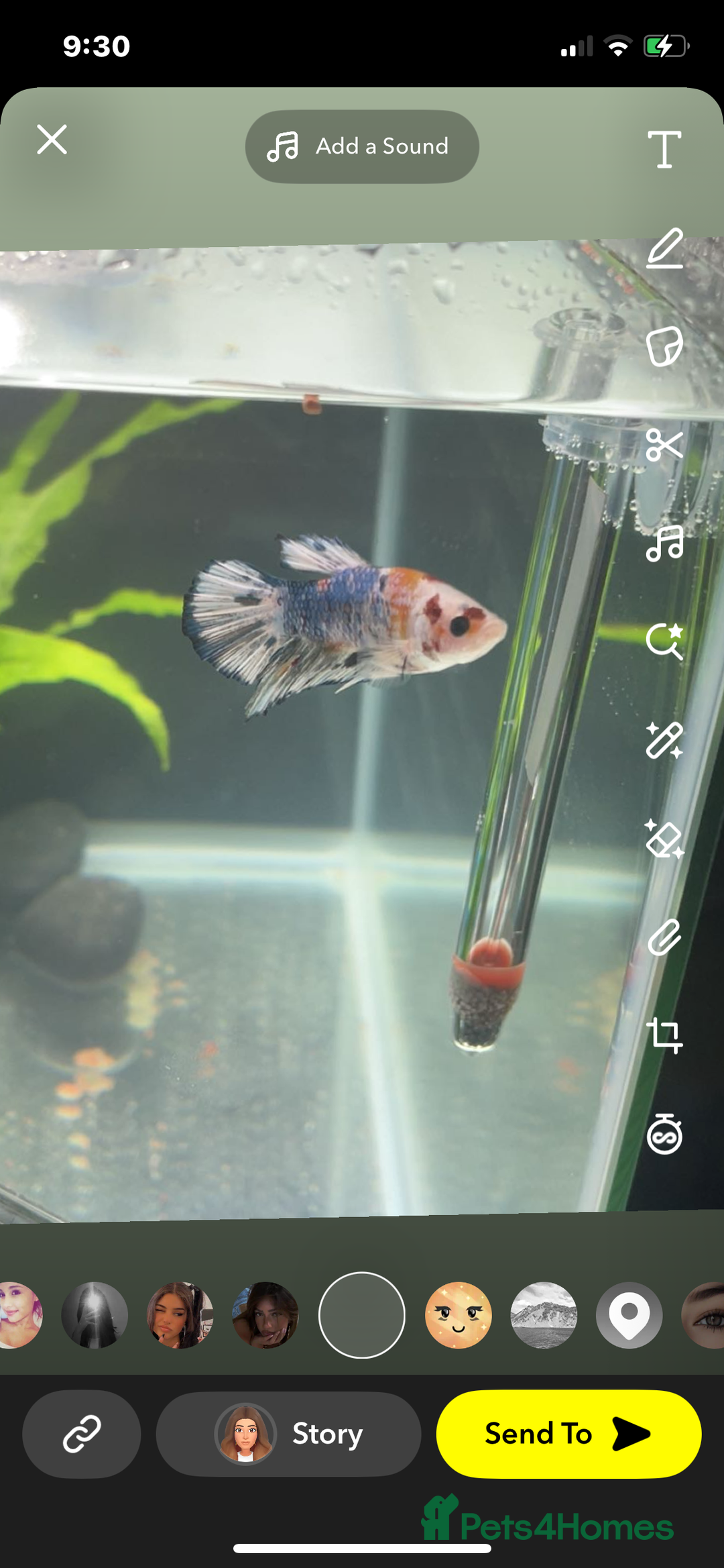 Bettas fish for sale: King betta very friendly  - Image 2