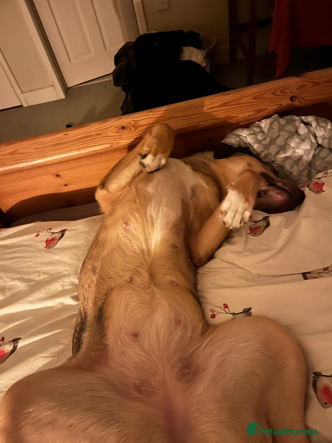 Mixed Breed dogs for sale: 1-year old mixed looking for forever home. - Advert 5