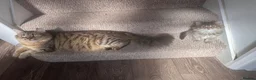 Norwegian Forest Cat cats for sale: Stunningly Adorable Norwegian Forest x Ragdoll  - Advert 1