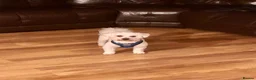 Mixed Breed dogs for stud: Bichon Frisé - Toy Poodle Mix for Stud Duties in Watford - Advert 4