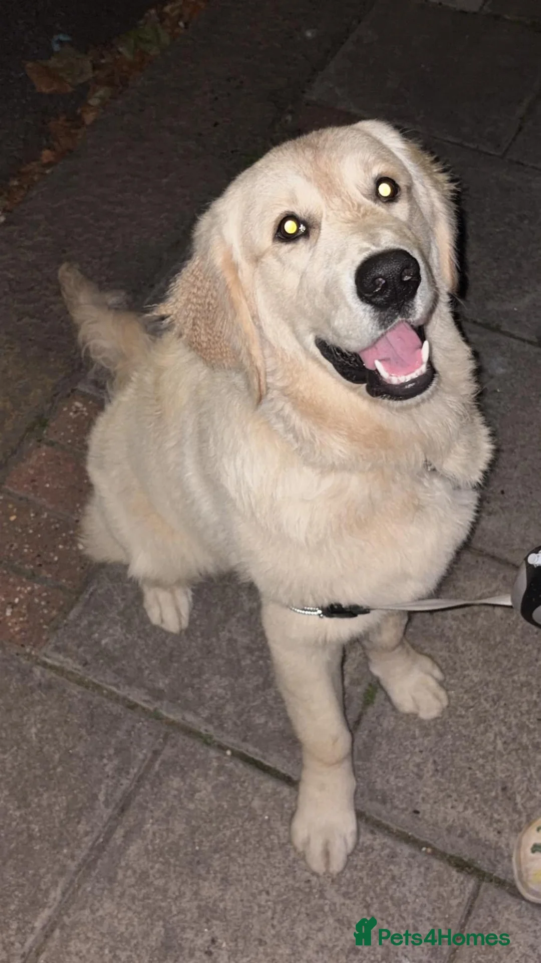 Golden Retriever dogs for sale: Mr Neo in London - Advert 2