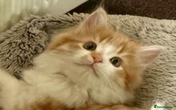 Mixed Breed cats for sale: SUPER FLUFFY KITTENS READY NOW - Advert 5