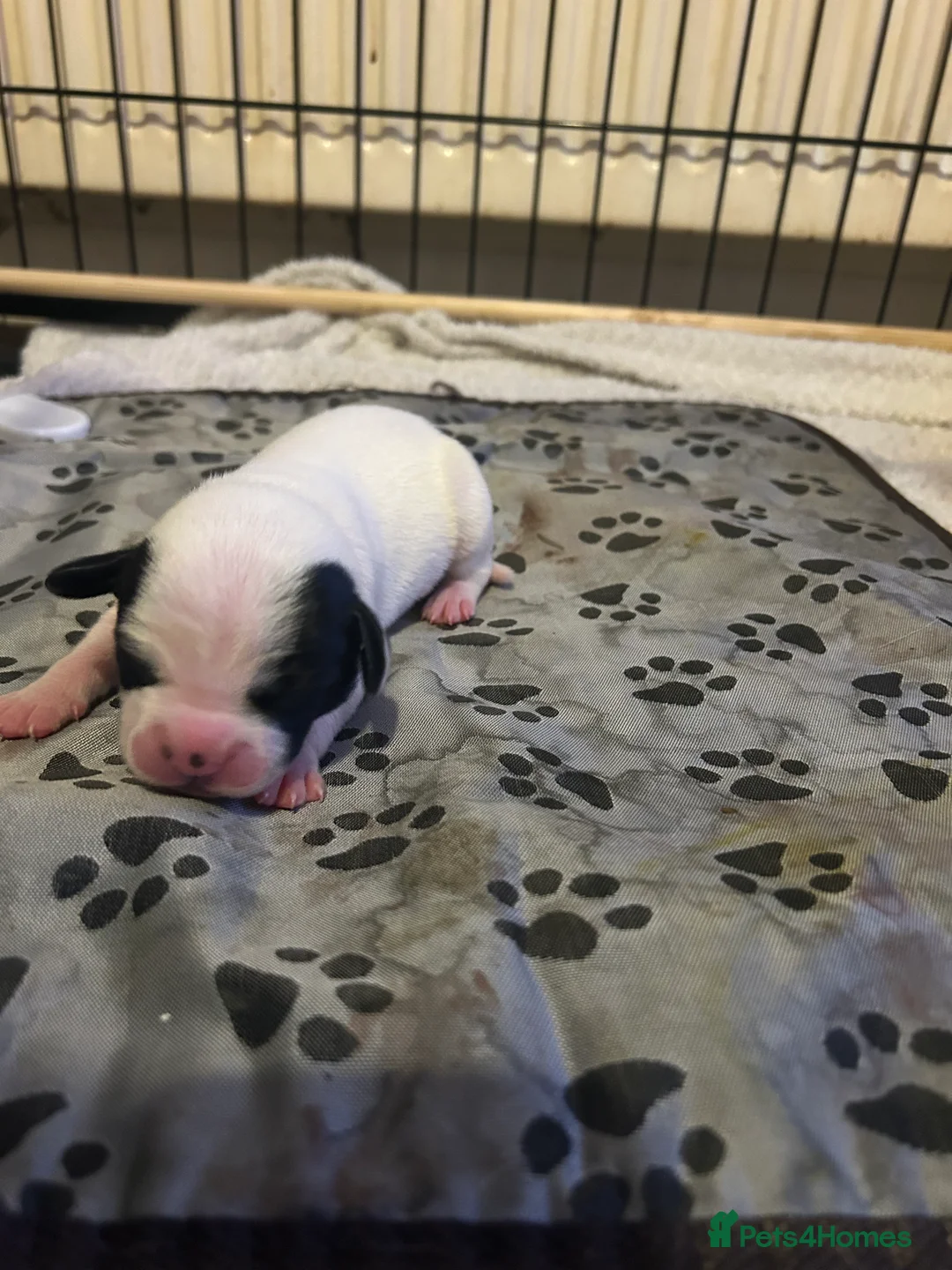 Mixed Breed dogs for sale: 7 gorgeous American Bulldog x Springer Spaniel - Advert 23