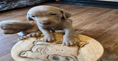 Weimaraner dogs - Advert 5