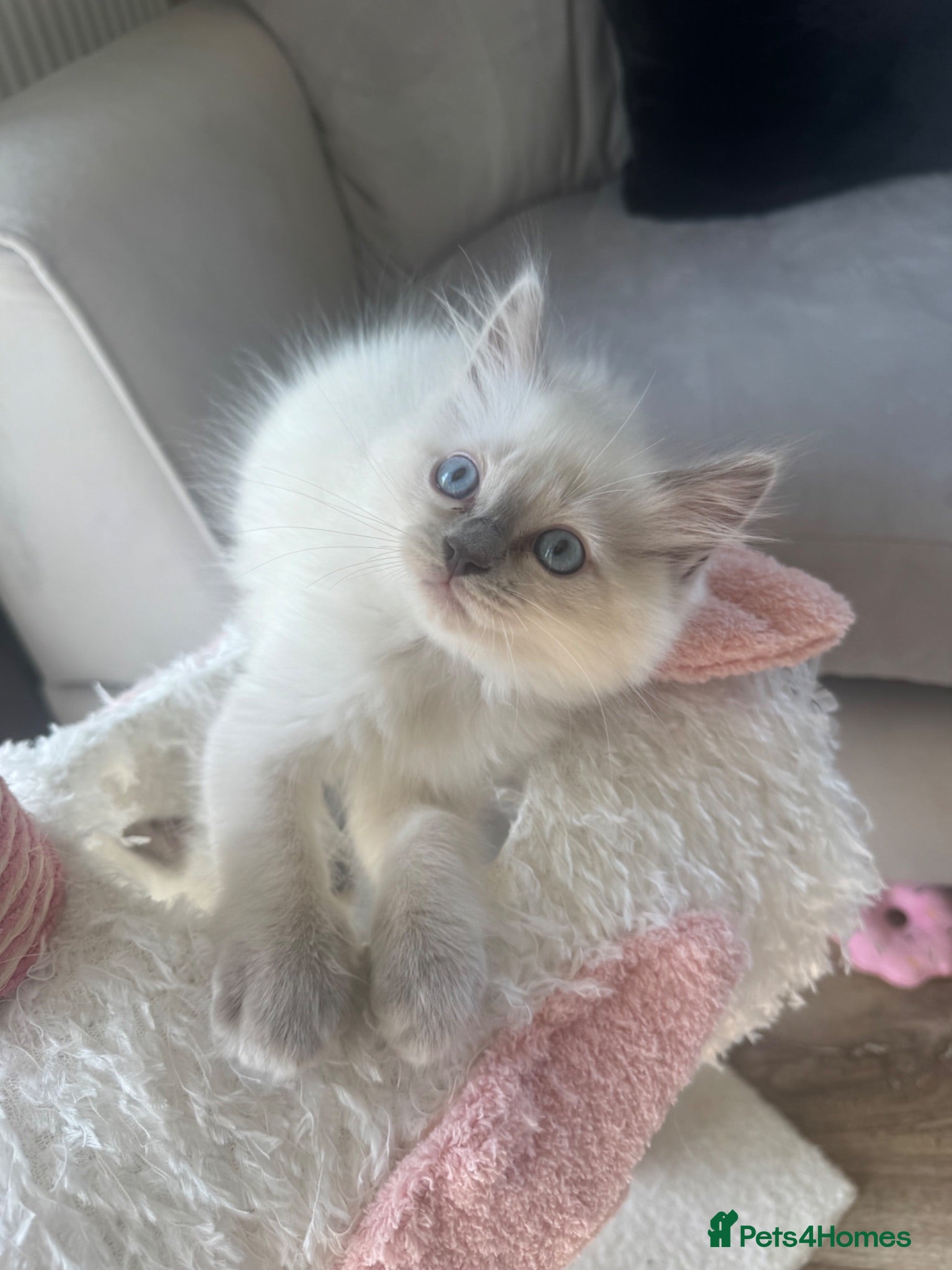 Ragdoll cats Stunning boys Ready now. Ready July and August  - Advert 1
