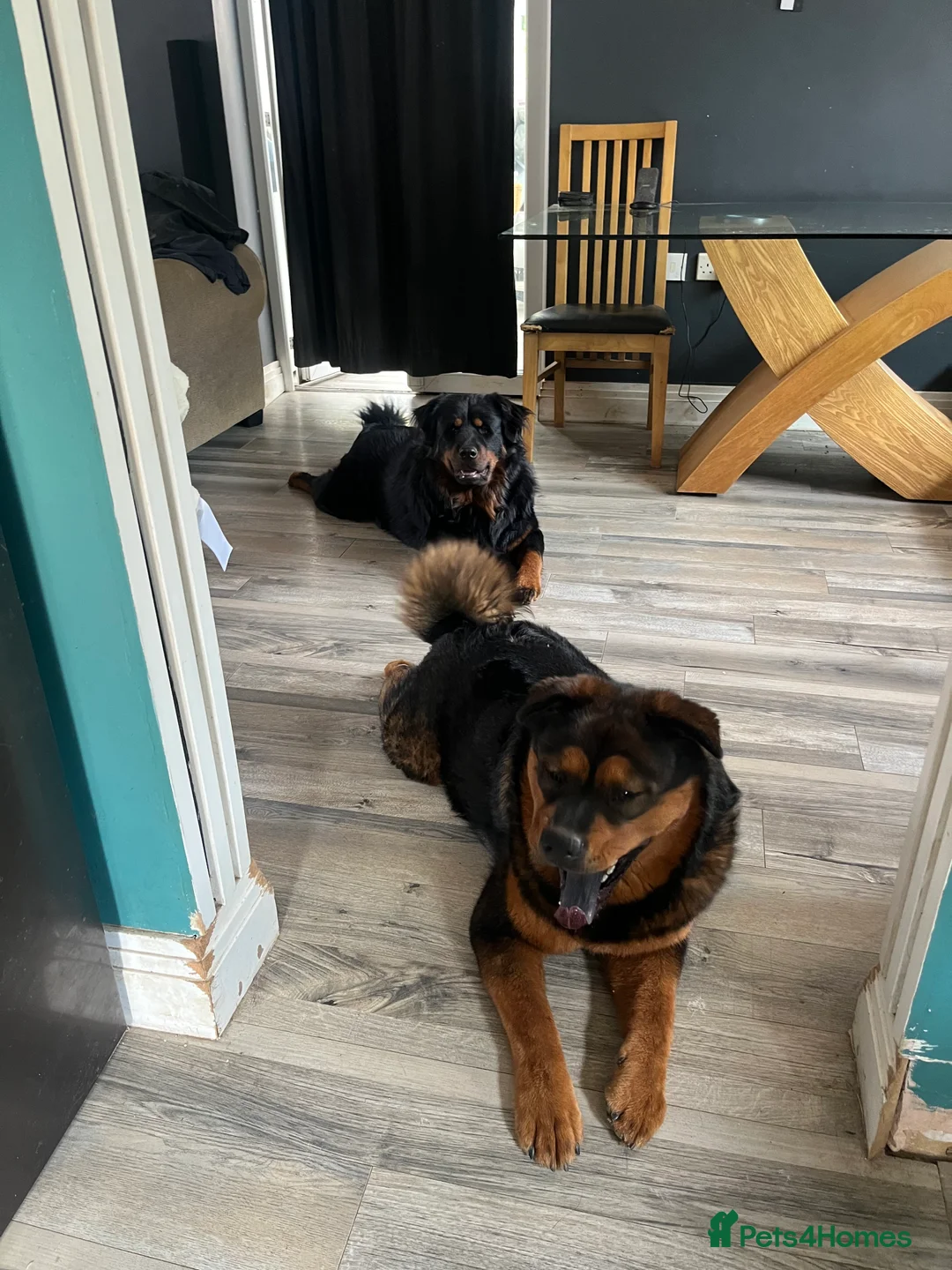 Mixed Breed dogs for sale: Beautiful bear bear - Advert 5