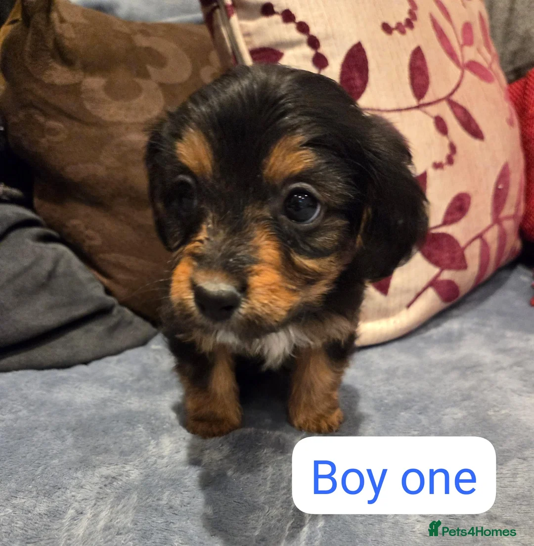 Mixed Breed dogs for sale: Cavajack Puppies for sale - Advert 1
