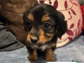 Mixed Breed dogs Cavajack Puppies for sale - Advert 3