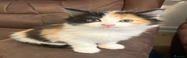 Mixed Breed Kitten 4