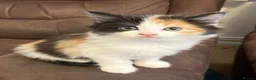 Mixed Breed cats for sale: Litter of 4 beautiful kittens  - Advert 2