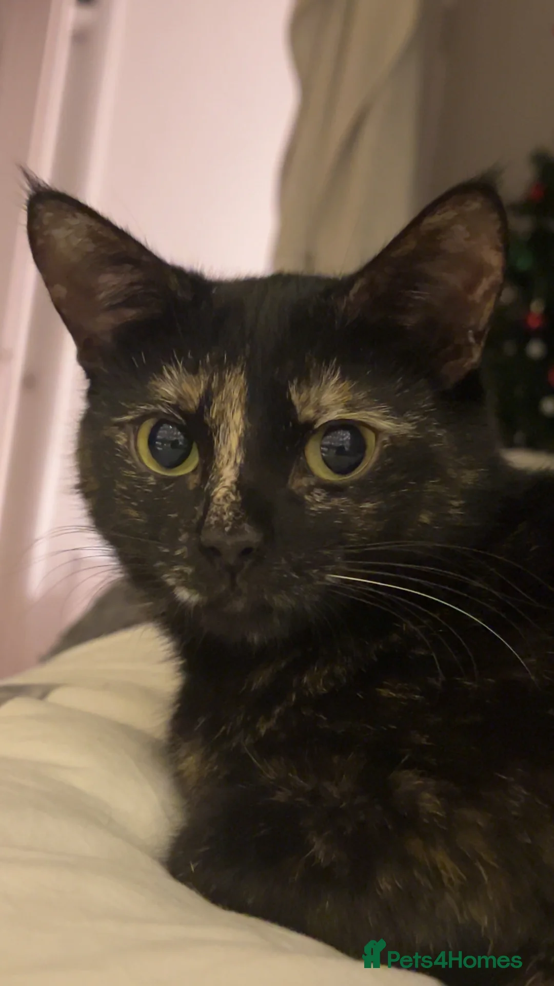 Mixed Breed cats for sale: Mixed Kittens - Advert 6