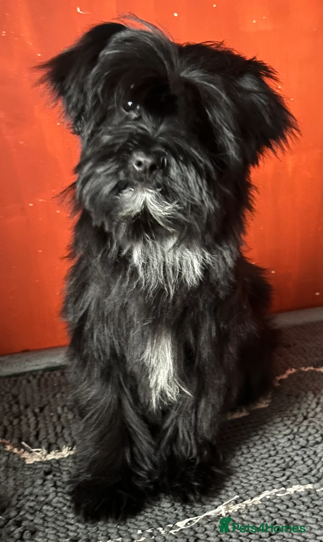 Tibetan Terrier dogs for sale: Tibetan terrier girls  - Advert 1
