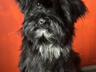 Tibetan Terrier dogs Tibetan terrier girls - Advert 10