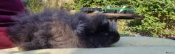Guinea Pig rodents for sale: Cuddly Swiss Boar - Advert 6